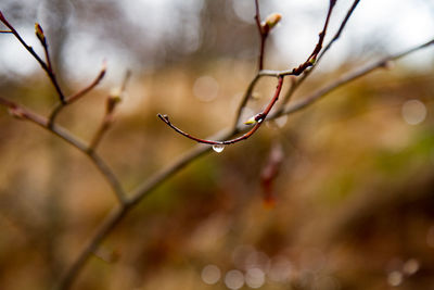 Close-up of water drops on leaf