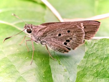 Close-up of butterfly