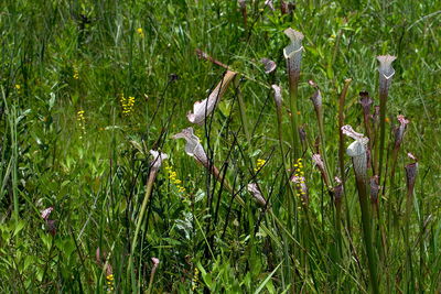 Close-up of plants growing on field