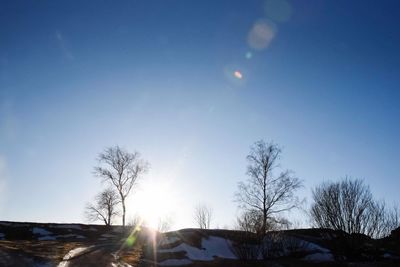 Low angle view of trees against clear sky during winter