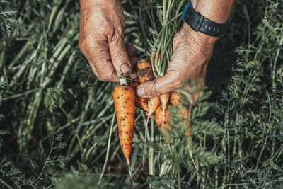 Hands carrot harvest in garden