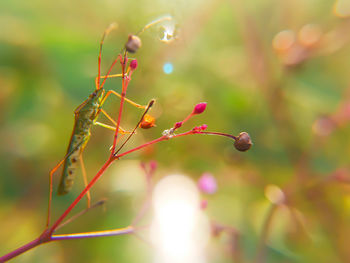 Close-up of red plant