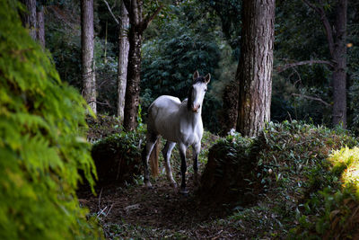 View of horse in forest