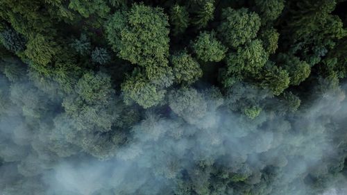 Full frame shot of trees