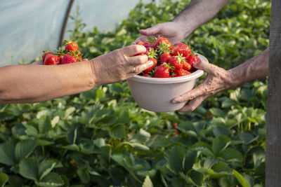 Cropped hand of woman holding strawberries