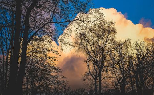 Low angle view of silhouette trees against sky at sunset