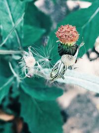 Close-up of flowering plant