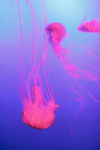 Pink jellyfish swimming in aquarium