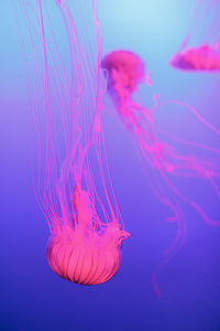 Close-up of jellyfish in water