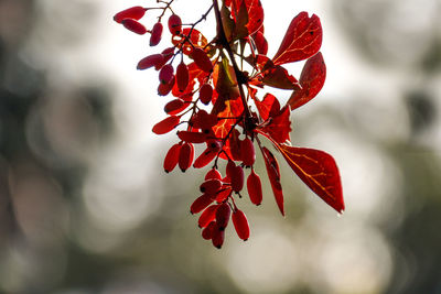 Close-up of maple leaves on tree