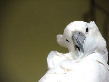 Close-up of white flower