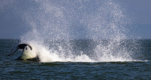 Waves splashing in the sea