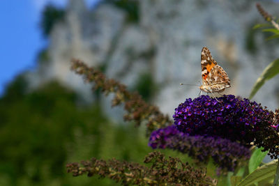 Close-up of butterfly pollinating on purple flower