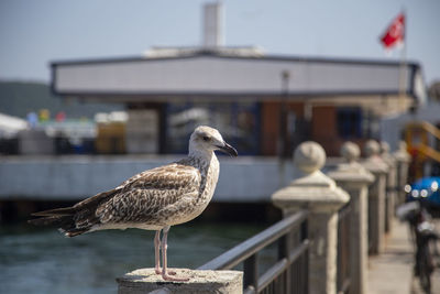 Seagull perching on a building