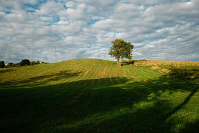 Scenic view of field against sky