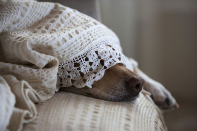 Close-up of dog under sheet on bed