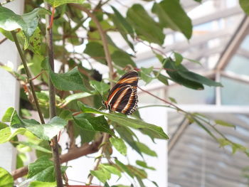 Butterfly on leaf