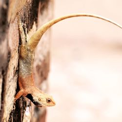 Close-up of a lizard