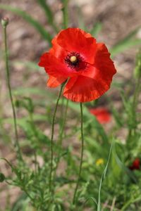 Close-up of red poppy flower on field