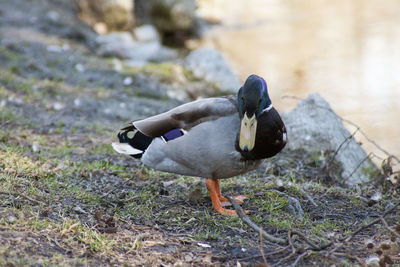 Close-up of duck.
