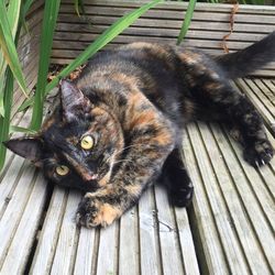 High angle portrait of cat relaxing 