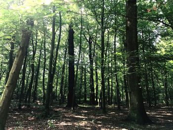 Trees growing in forest