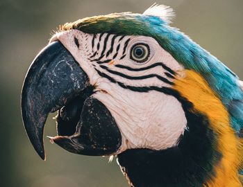 Close-up of a blue and yellow parrot