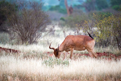 Side view of deer grazing on field