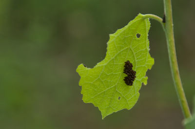 green