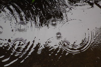 Reflection of trees in water