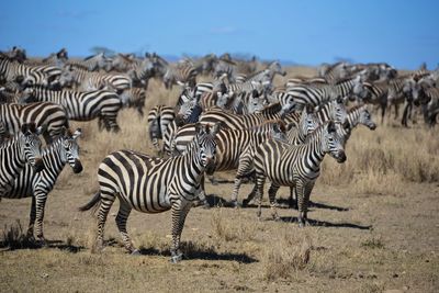 Zebras in a field