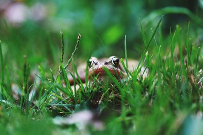 Close-up of lizard on grass