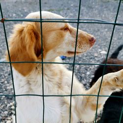 Close-up of a dog on metal fence