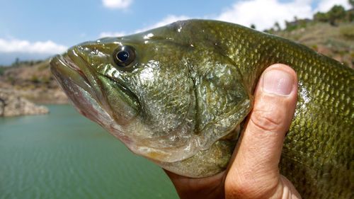 Close-up of hand holding fish