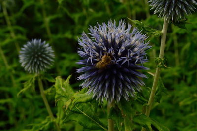 Close-up of butterfly on purple flower