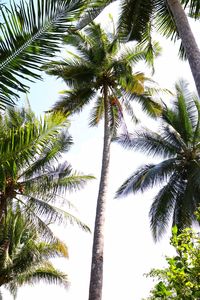 Low angle view of palm trees against sky