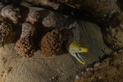 Moray eel mooray lycodontis undulatus in the red sea, eilat israel