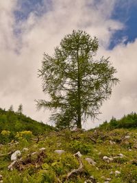 Low angle view of trees against sky