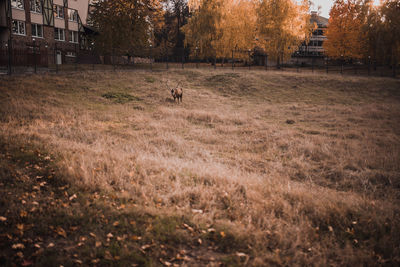 View of sheep on field