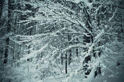 Bare trees on snow covered landscape