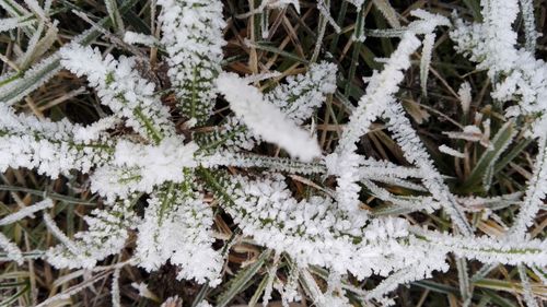 Close-up of frozen tree during winter