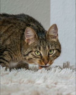 Close-up portrait of cat