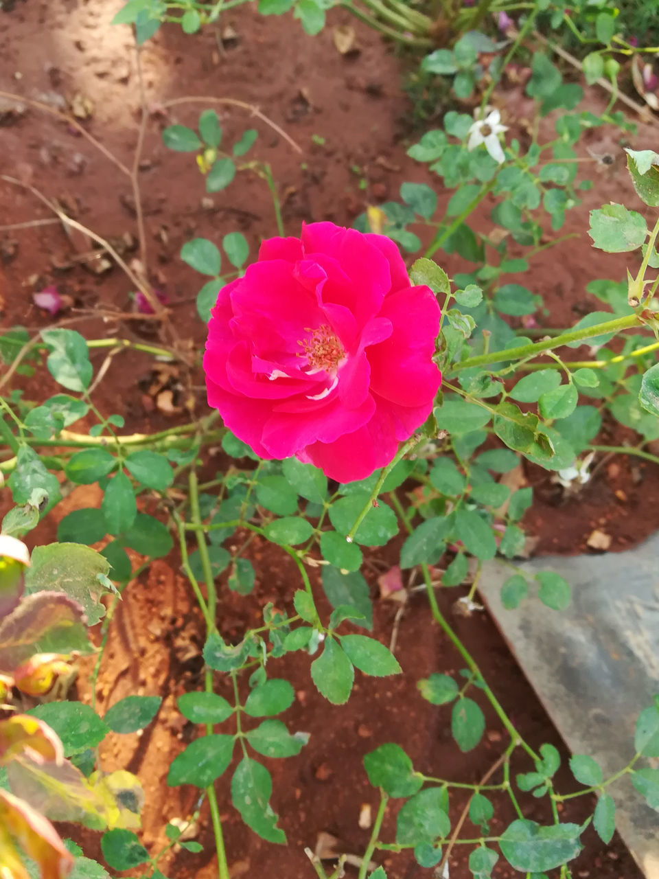 HIGH ANGLE VIEW OF PINK ROSE IN BLOOM