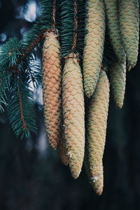 Close-up of pine cones hanging on tree