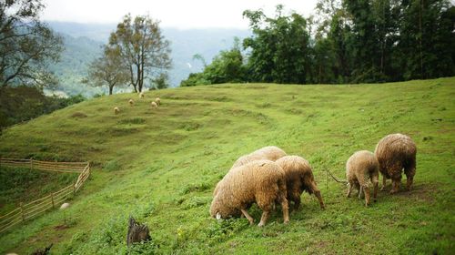 Sheep grazing on field