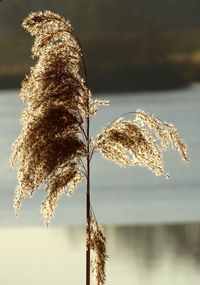 Close-up of plant against sky