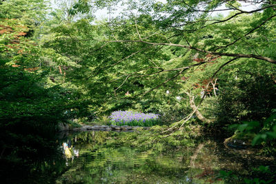 Scenic view of lake by trees against sky
