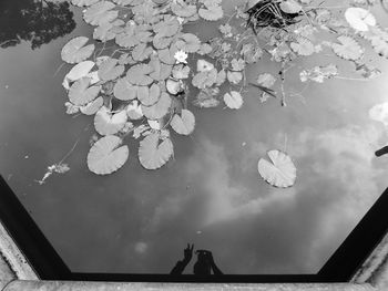 High angle view of pond