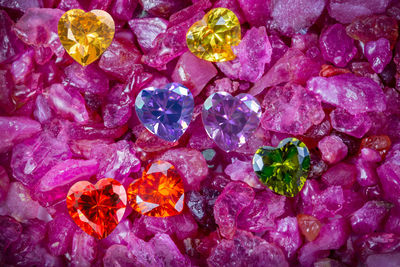 Full frame shot of multi colored flowers on rock