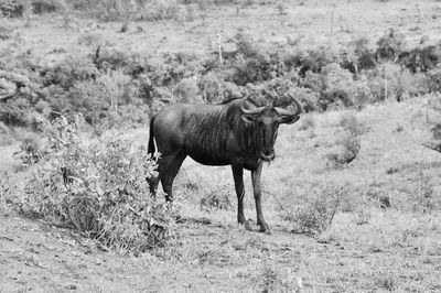 Horse standing on field